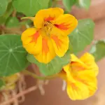 Harborea torna a Villa Mimbelli: tre giorni tra botanica, cultura e paesaggi del Mediterraneo