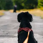 Livorno, cane senza microchip trovato in zona Guglia