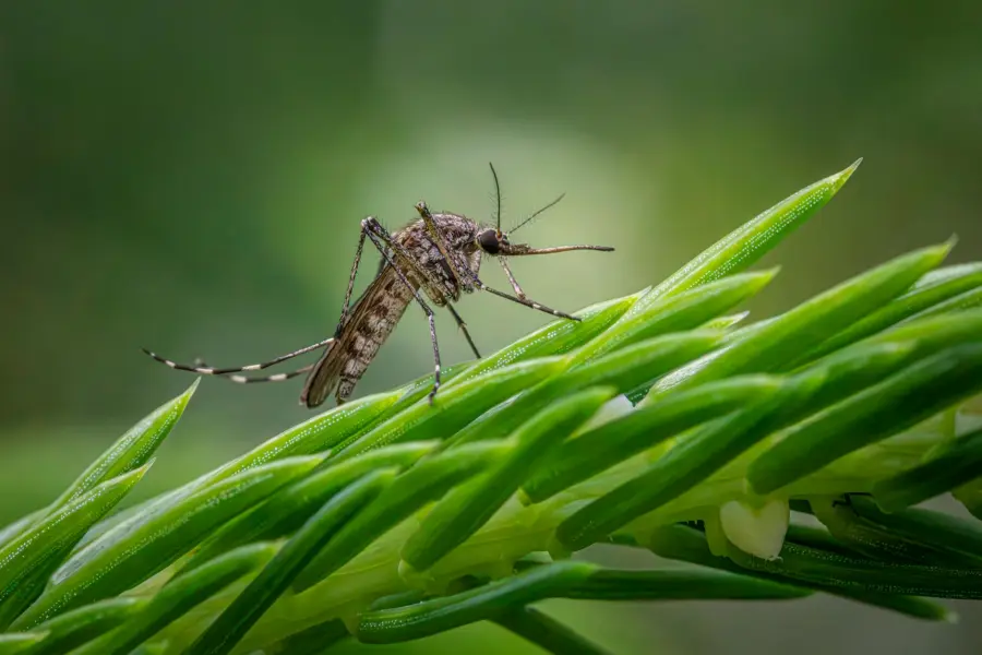 Livorno, sospetto Chikungunya: disinfestazione urgente in tre aree