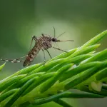 Livorno, sospetto Chikungunya: disinfestazione urgente in tre aree