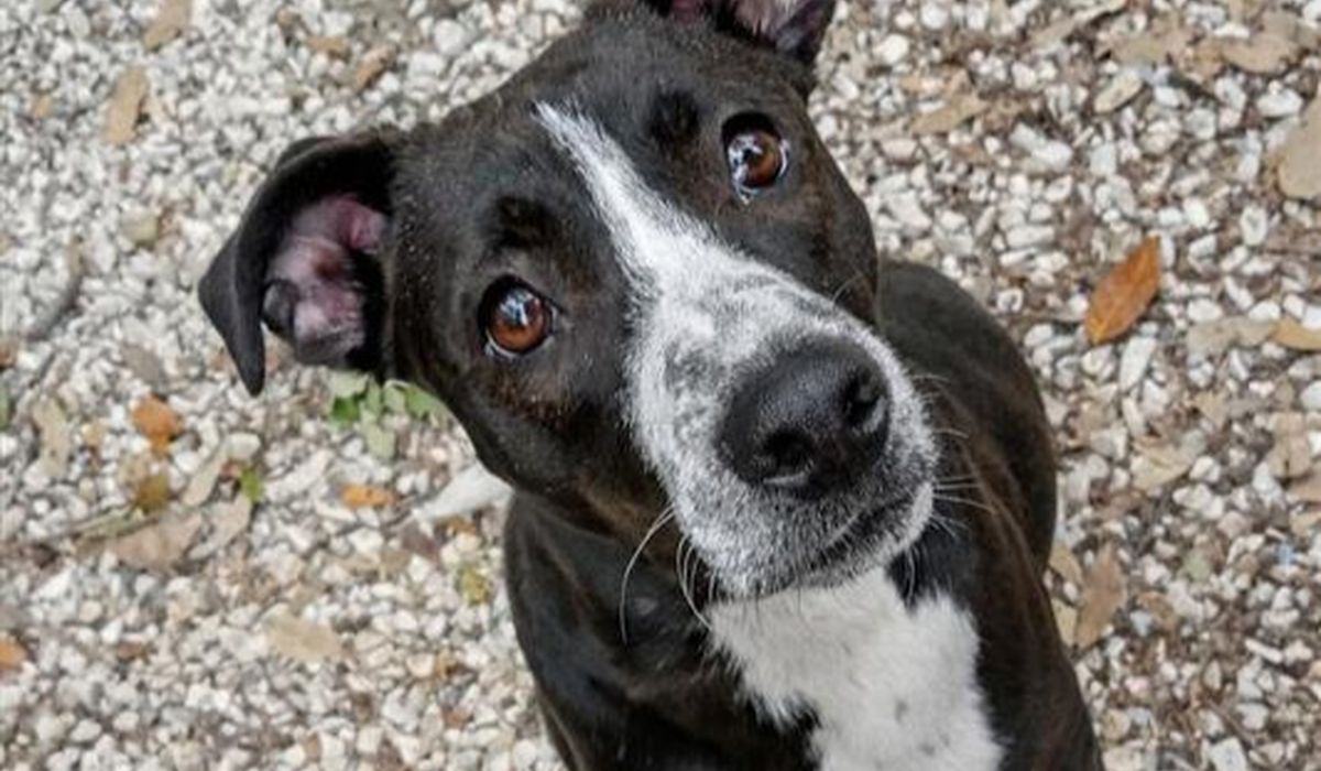 Livorno, Gigi cerca casa: cucciolo di 8 mesi al canile comunale