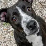 Livorno, Gigi cerca casa: cucciolo di 8 mesi al canile comunale