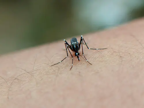 Livorno, escluso il caso di Chikungunya: stop alla disinfestazione straordinaria