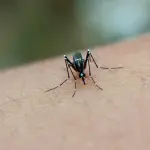 Livorno, escluso il caso di Chikungunya: stop alla disinfestazione straordinaria