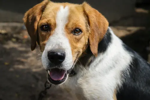 Livorno, seminario gratuito su risse tra cani e gestione delle aggressioni