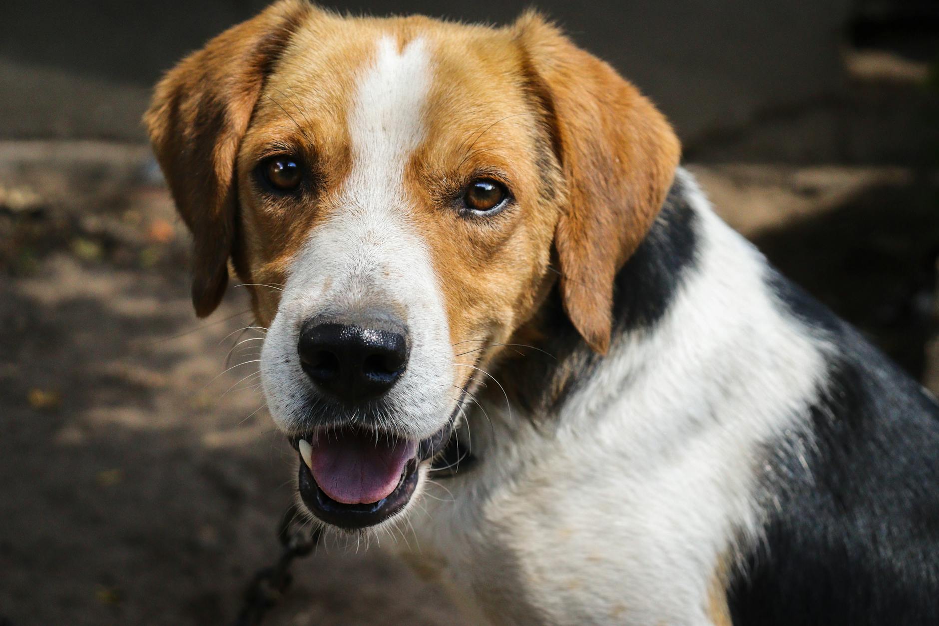 Livorno, seminario gratuito su risse tra cani e gestione delle aggressioni