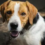 Livorno, seminario gratuito su risse tra cani e gestione delle aggressioni