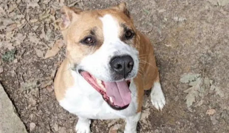 Livorno, il canile cerca una famiglia per Cloe, giovane American Staffordshire