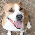 Livorno, il canile cerca una famiglia per Cloe, giovane American Staffordshire