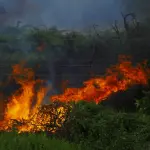 Incendi boschivi in Toscana, divieti al via dal 13 giugno