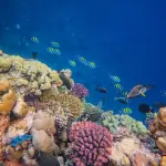 Firenze, Enjoy Elba presenta 121 storie sull’Arcipelago