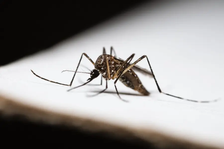 Livorno, Dengue: oggi 18 agosto disinfestazione nelle aree private
