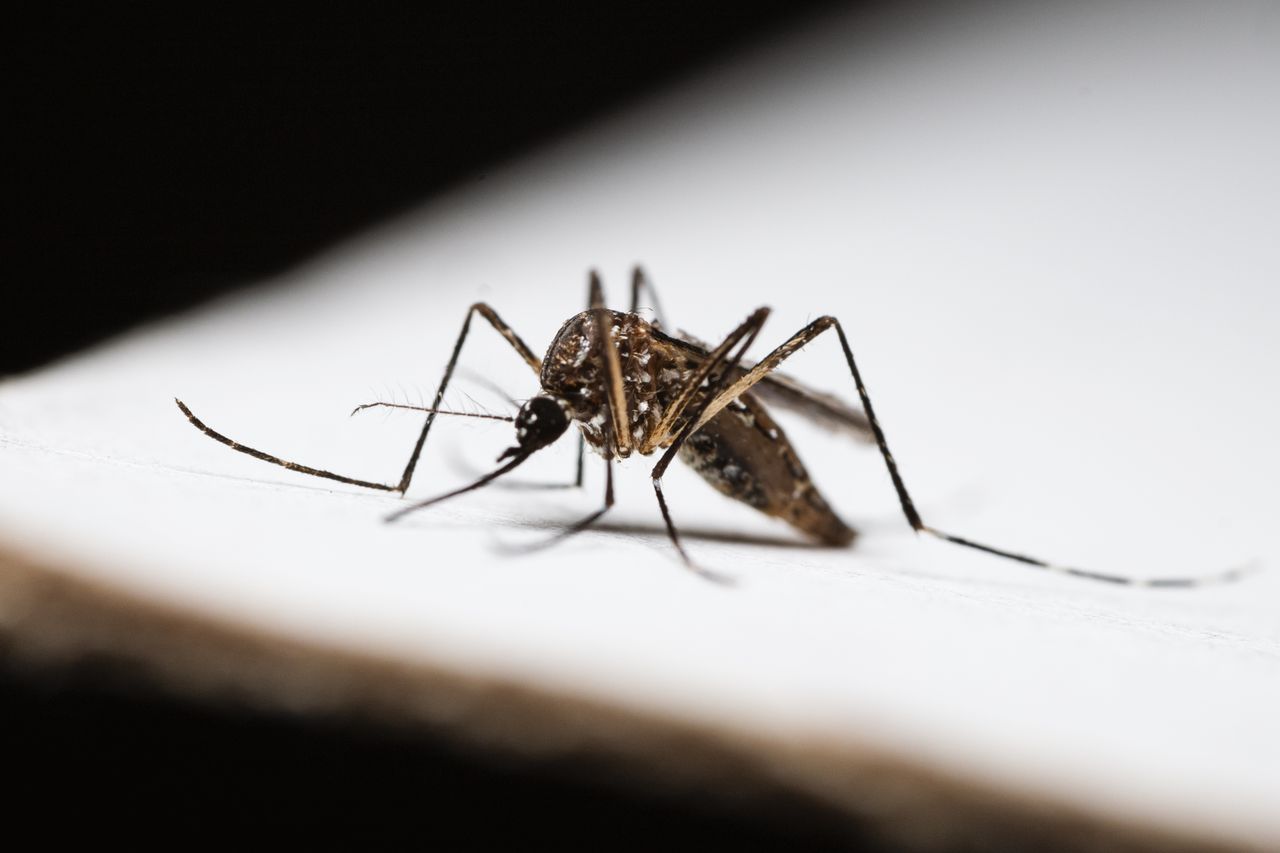 Livorno, Dengue: oggi 18 agosto disinfestazione nelle aree private