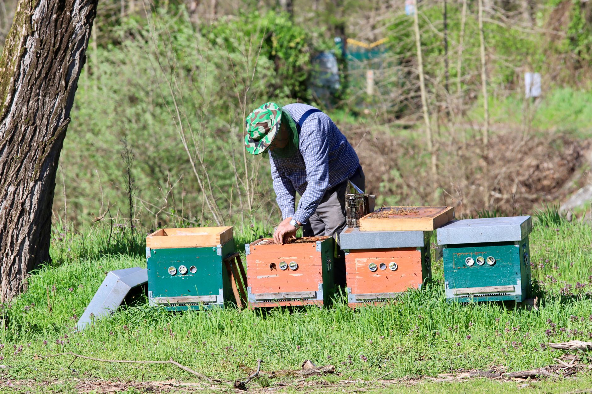 Gorgona, dieci alveari trasformano le api in sentinelle ambientali