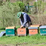 Gorgona, dieci alveari trasformano le api in sentinelle ambientali