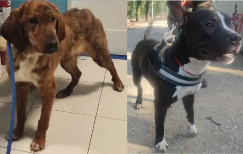 Livorno, Birillo e Conan cercano una famiglia: appello dal canile municipale