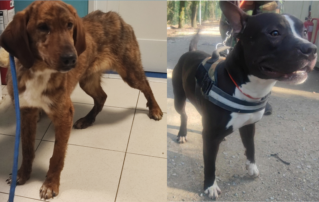 Livorno, Birillo e Conan cercano una famiglia: appello dal canile municipale