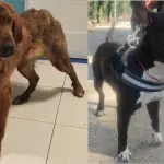 Livorno, Birillo e Conan cercano una famiglia: appello dal canile municipale