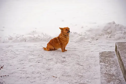 Livorno, appello dal canile: Nino cerca una nuova famiglia