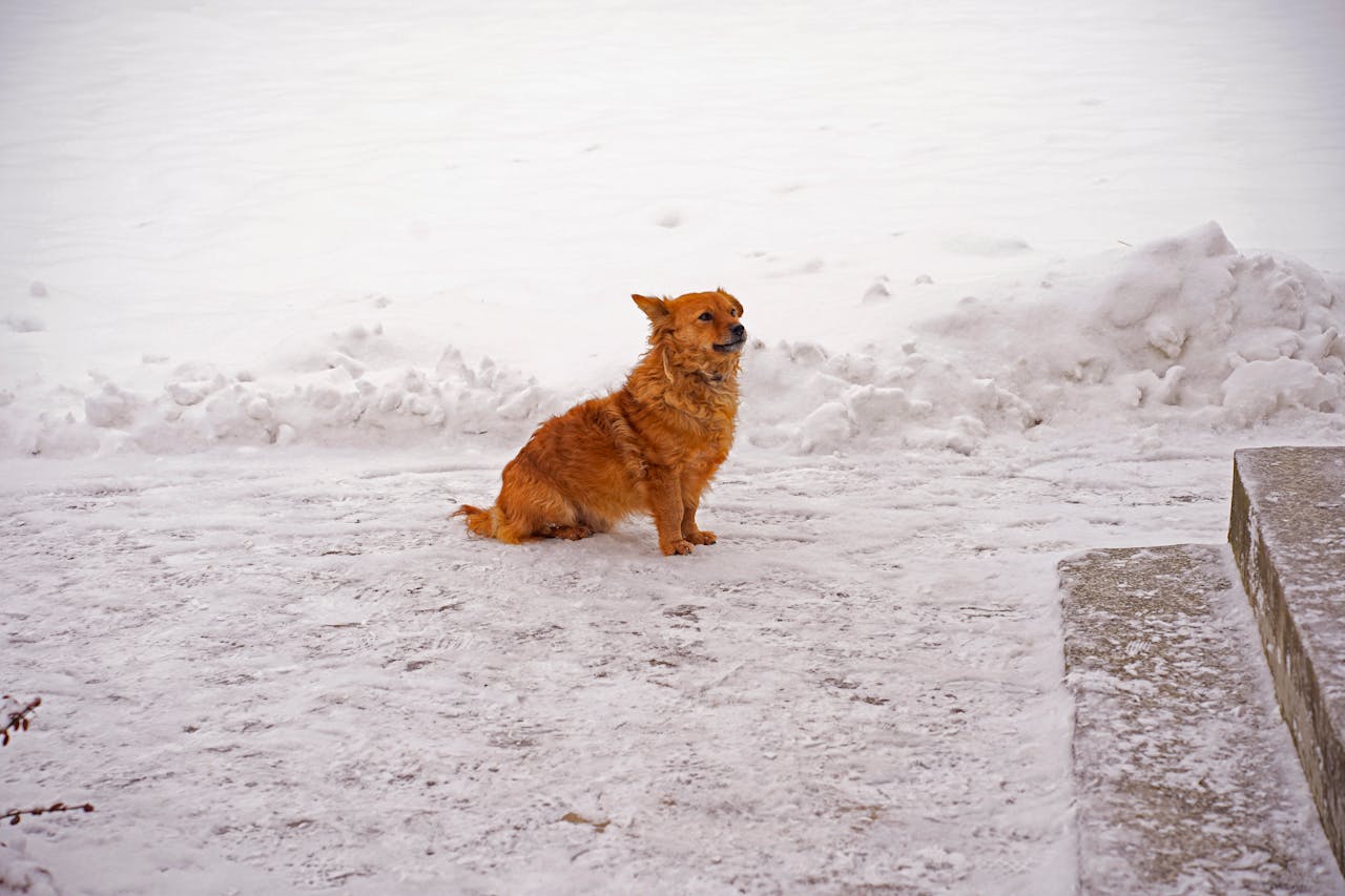 Livorno, appello dal canile: Nino cerca una nuova famiglia