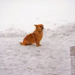 Livorno, appello dal canile: Nino cerca una nuova famiglia