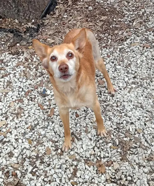 Livorno, Odino aspetta una famiglia: appello per l’adozione dal canile municipale