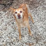 Livorno, Odino aspetta una famiglia: appello per l’adozione dal canile municipale